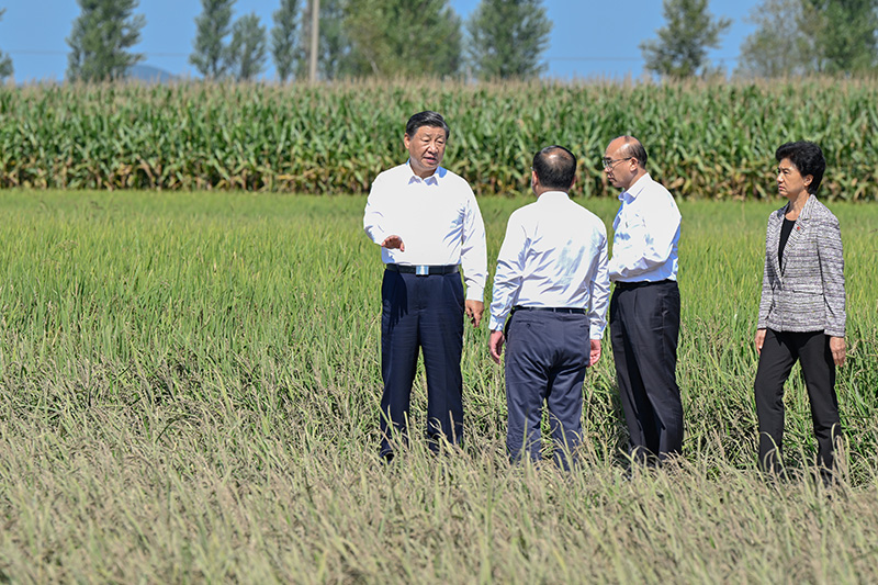 9月6日至8日，中共中央总书记、国度主席、中央军委主席习近平在黑龙江调查。这是7日上午，习近平在遭逢洪涝灾害的哈尔滨尚志市老街基乡龙王庙村，观察水稻受灾情况。